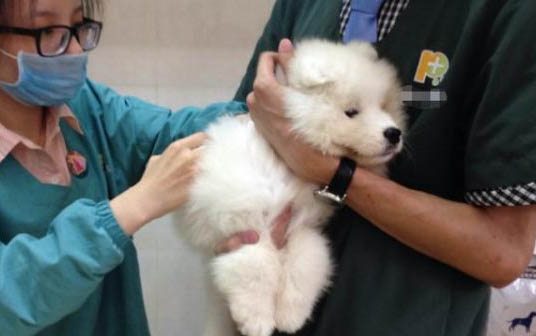 如何給狗狗改變暈車的小技巧