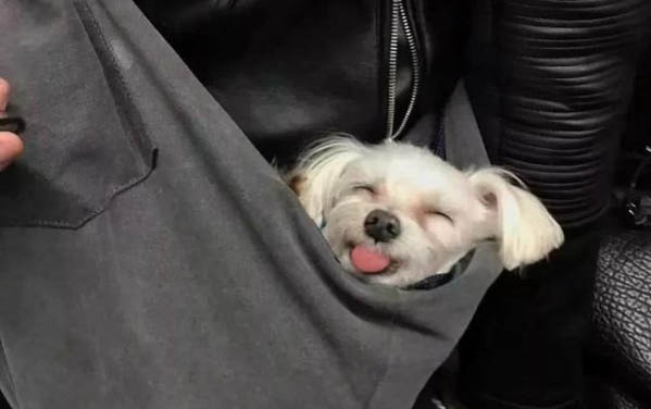 貓一般地震前多久叫