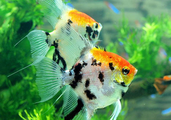 神仙魚(yú)能和蝦混養(yǎng)嗎?