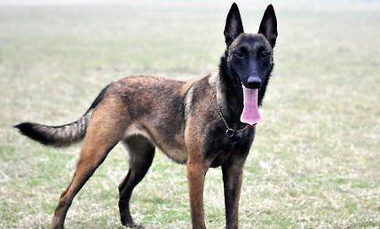 馬里努阿犬脾臟大的原因及處理方法
