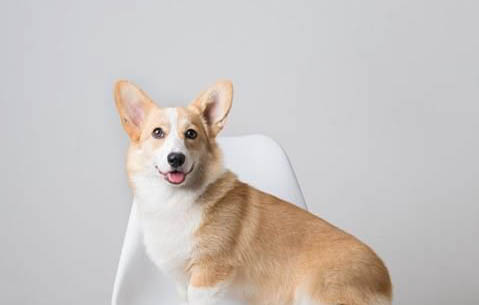 狗狗得狂犬病有哪些癥狀