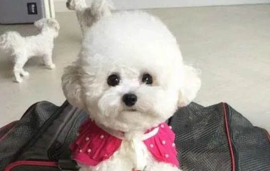 比熊犬能長多大多高