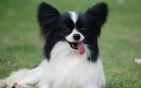 蝴蝶犬坐著睡覺的原因