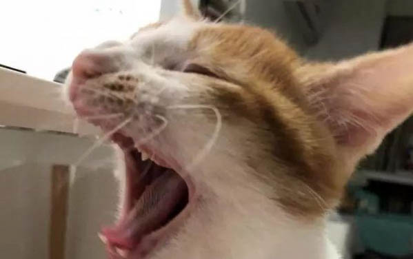 貓咪上完貓砂爬床不臟嗎