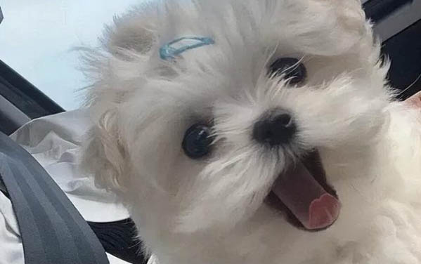 小狗肚子一動一動的什么原因?