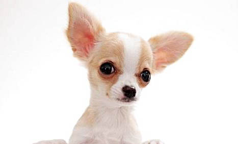 小型犬品種有哪些