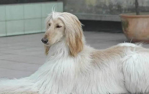 成年阿富汗獵犬多久驅(qū)蟲一次