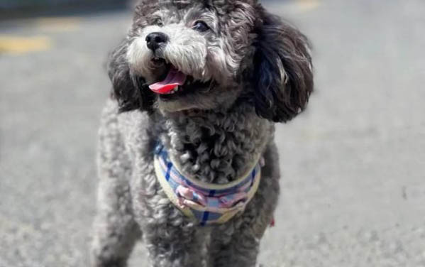 狗狗智商排名
