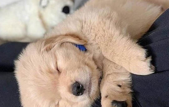 狗狗為什么突然長白毛了