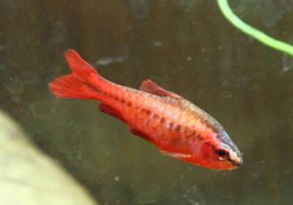 紅綠燈魚(yú)和寶蓮燈魚(yú)能混養(yǎng)嗎