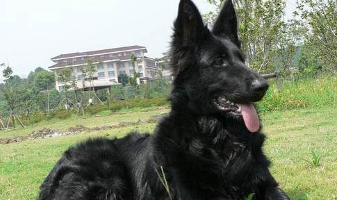 比利時牧羊犬不愛吃東西的原因及處理方法