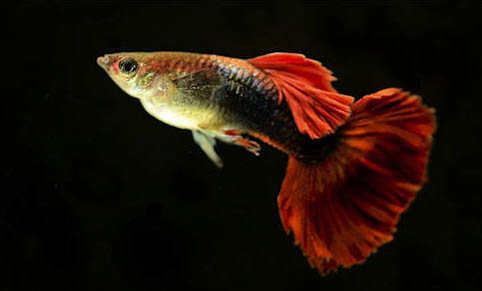 養(yǎng)孔雀魚的水要曬多久