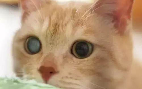 貓咪有滴蟲的癥狀是什么?