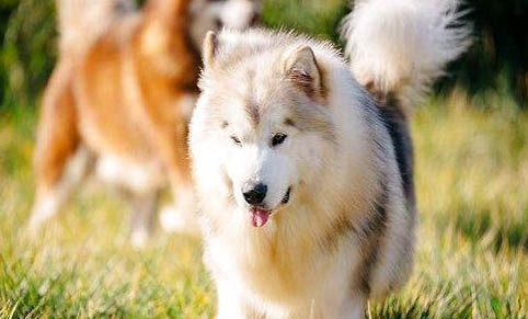 阿拉斯加犬怎么訓練,馴服阿拉斯加幼犬的三種方法?
