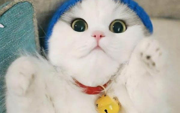 貓咪可以吃西瓜皮嗎?