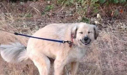 狗狗走路不穩一邊斜