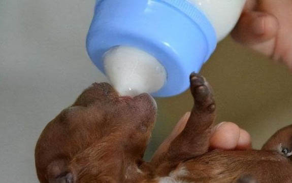 如何選購貴賓犬?