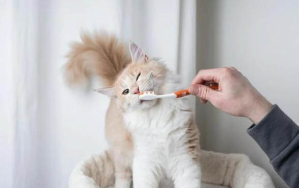 請問貓咪嘔吐的原因及處理方法?