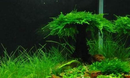 純凈水能養魚嗎為什么
