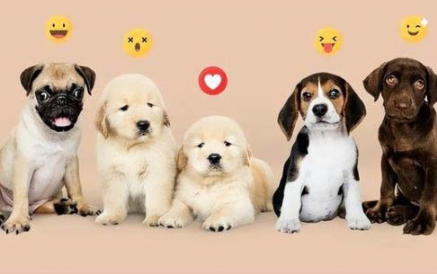 柯基和柴犬哪個(gè)好養(yǎng)?