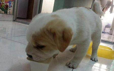 狗狗為什么總是咳嗽