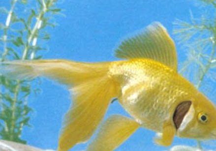 養(yǎng)金魚(yú)需要放海鹽嗎?