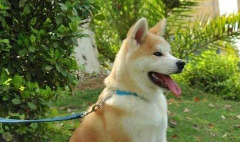秋田犬和柴犬哪個(gè)好養(yǎng)