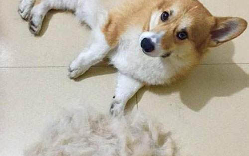 小狗進食后多久可以洗澡啊