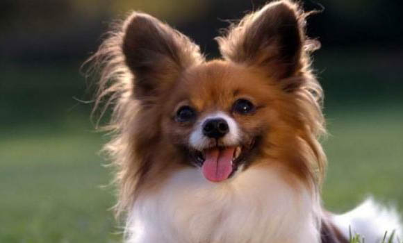 怎樣判斷蝴蝶犬狗狗是否健康