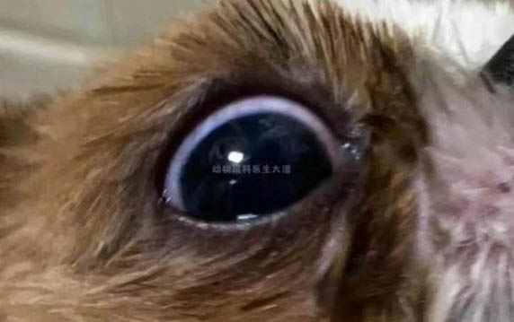狗狗太活躍怎么訓練平靜的心態