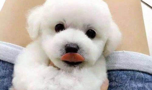 狗狗皮膚病有哪些癥狀