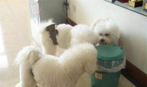 布列塔尼犬吐黃水拉稀沒精神
