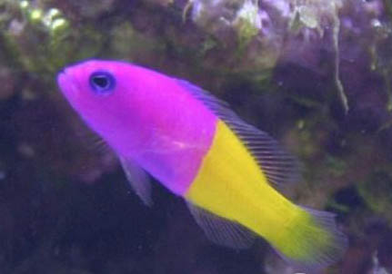 初學釣魚如何選擇魚竿調性