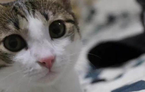 貓咪鼻子毛囊炎的癥狀表現