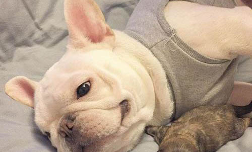 法國斗牛犬換毛要多久?