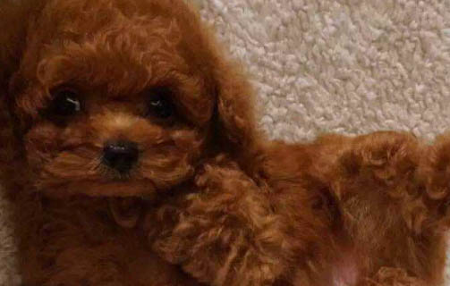 泰迪狗懷孕多久生?