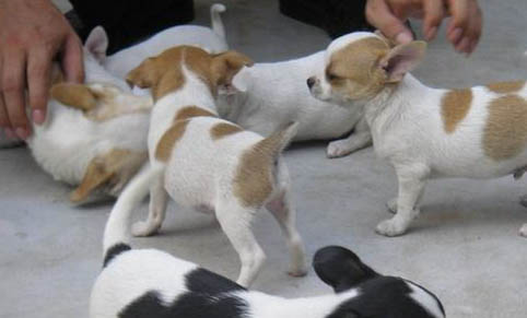 吉娃娃犬喂養指南