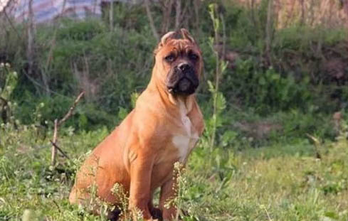 卡斯羅犬缺點