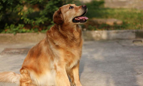 金毛犬可以吃米飯嗎