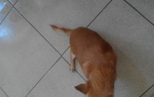 狗狗小便頻繁而且帶血怎么回事