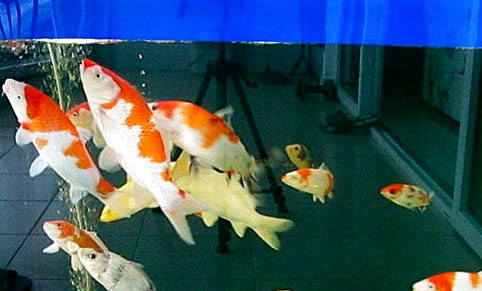 海竿釣鯉魚用什么餌料最好