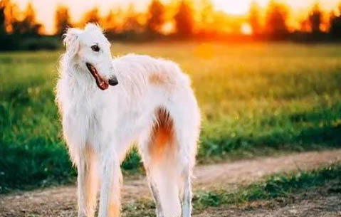 養蘇俄獵狼犬注意事項