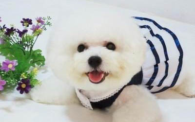 白泰迪犬和比熊的區(qū)別