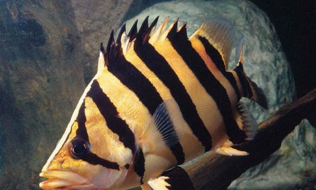 熱帶魚死亡原因