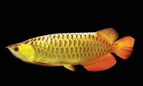 最好養(yǎng)的大型熱帶魚