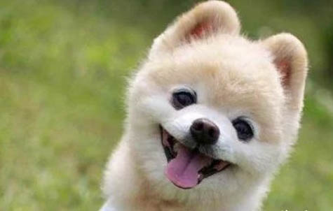 俊介犬長(zhǎng)大后的樣子