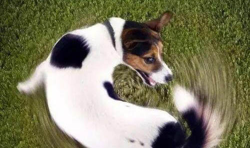 狗布病癥狀