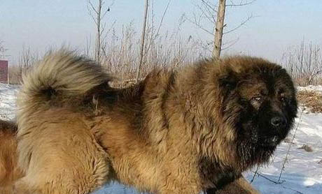 突然禁養犬,已經養了怎么辦?