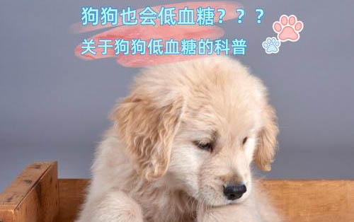 狗狗耳螨能自愈嗎