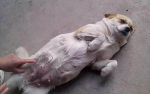 為什么狗狗要用狗籠睡覺